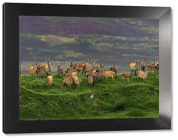 Red deer (Cervus elaphus) herd of female does and young, Jura, Scotland, UK, September