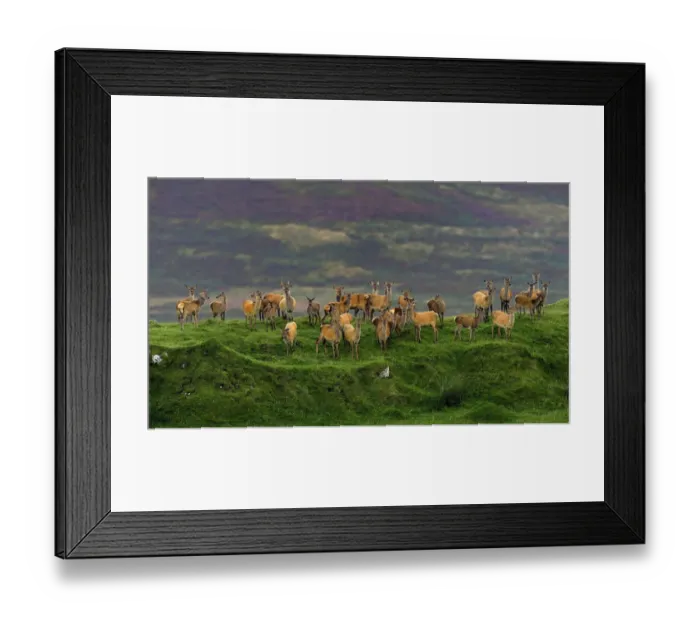 Framed Print : Red deer (Cervus elaphus) herd of female does and young, Jura, Scotland, UK, September Framed Print : Red deer (Cervus elaphus) herd of female does and young, Jura, Scotland, UK, September