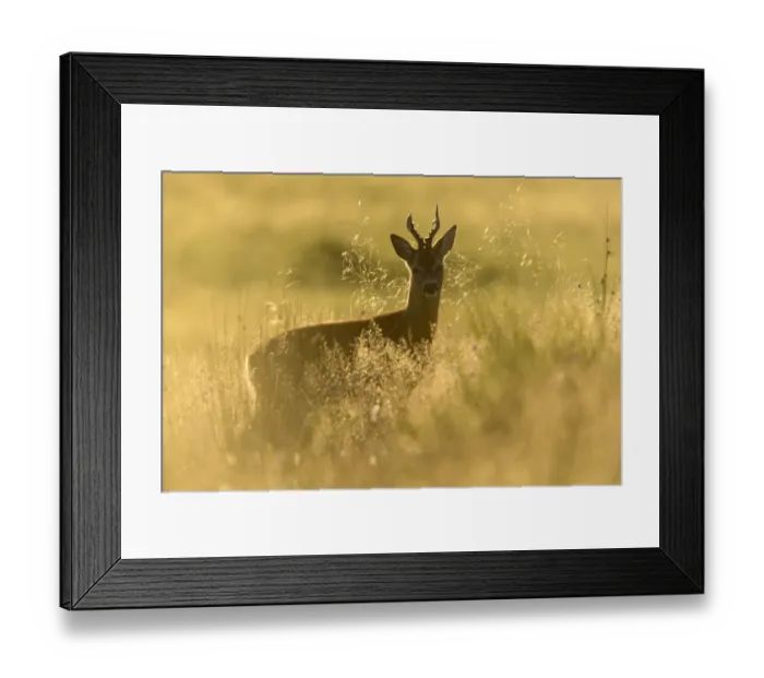 Framed Print : RF - Roe buck (Capreolus capreolus) stood in rough grassland in evening light, Scotland Framed Print : RF - Roe buck (Capreolus capreolus) stood in rough grassland in evening light, Scotland