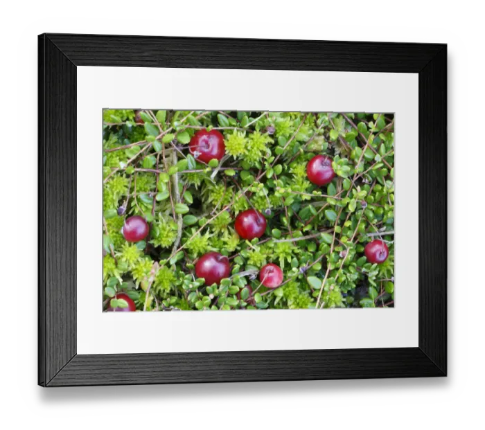 Framed Print : Bog cranberry (Vaccinium oxycoccos) Peak District National Park, Derbyshire, England Framed Print : Bog cranberry (Vaccinium oxycoccos) Peak District National Park, Derbyshire, England