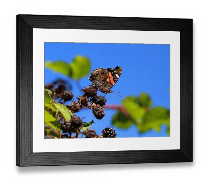 Framed Print : Red admiral (Vanessa atalanta) feeding on Blackberry. Surrey, England, UK, September Framed Print : Red admiral (Vanessa atalanta) feeding on Blackberry. Surrey, England, UK, September