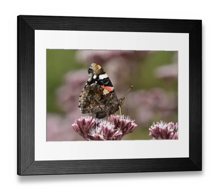 Framed Print : Red admiral butterfly (Vanessa atalanta) feeding on nectar from Hemp Agrimony, Oxfordshire