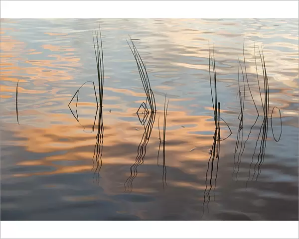 Rushes reflected in water at dawn, Scotland, UK, September