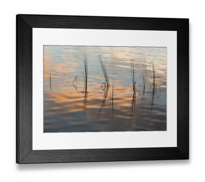 Framed Print : Rushes reflected in water at dawn, Scotland, UK, September Framed Print : Rushes reflected in water at dawn, Scotland, UK, September