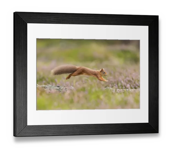 Framed Print : Red squirrel (Sciurus vulgaris) running along fallen log amongst heather, Scotland, UK, September Framed Print : Red squirrel (Sciurus vulgaris) running along fallen log amongst heather, Scotland, UK, September