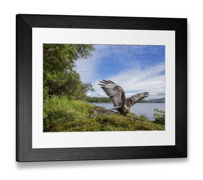 Framed Print : Common buzzard (Buteo buteo) landing on prey, wings open, Scotland, UK, September 2016 Framed Print : Common buzzard (Buteo buteo) landing on prey, wings open, Scotland, UK, September 2016
