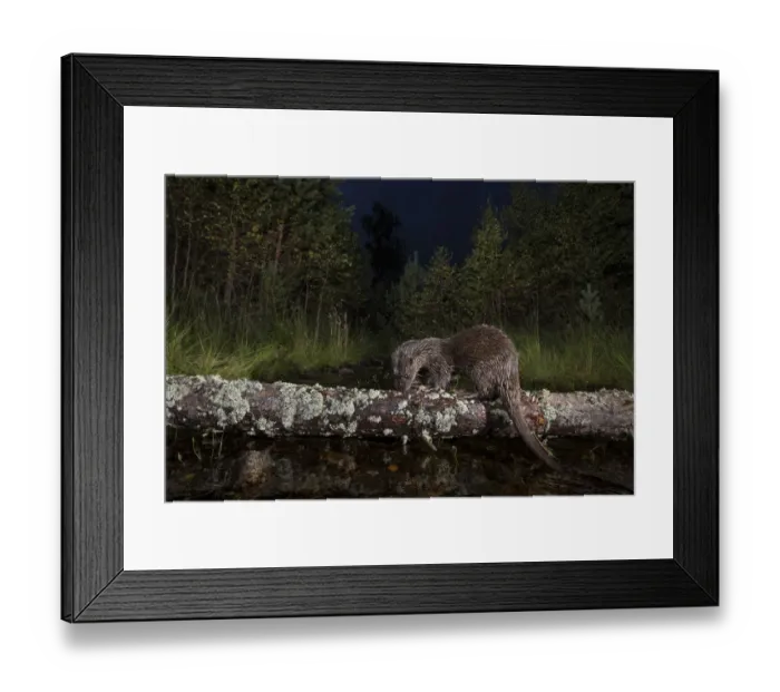 Framed Print : Eurasian otter (Lutra lutra) feeding whilst on log in woodland burn, Glenfeshie, Cairngorms Framed Print : Eurasian otter (Lutra lutra) feeding whilst on log in woodland burn, Glenfeshie, Cairngorms