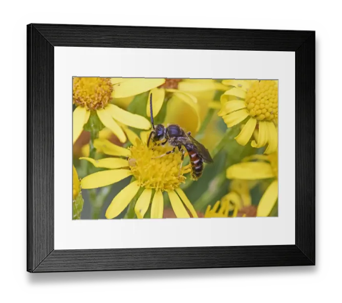 Framed Print : Slender mining / Common furrow bee (Lasioglossum calceatum) feeding on ragwort Brockley Framed Print : Slender mining / Common furrow bee (Lasioglossum calceatum) feeding on ragwort Brockley