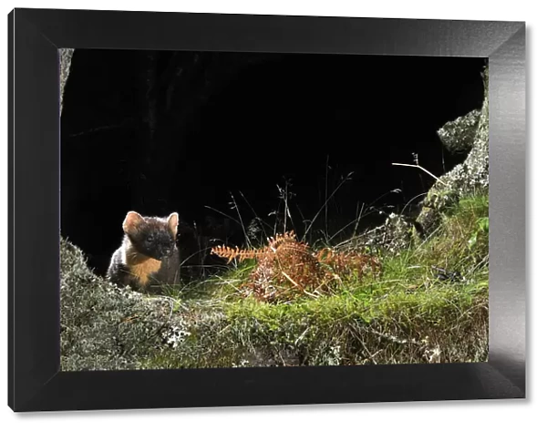 Pine Marten (Martes martes) foraging at night in mixed coniferous and birch woodland