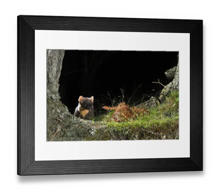 Framed Print : Pine Marten (Martes martes) foraging at night in mixed coniferous and birch woodland Framed Print : Pine Marten (Martes martes) foraging at night in mixed coniferous and birch woodland