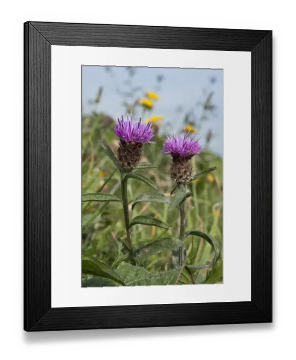 Framed Print : Common knapweed (Centaurea nigra) Sark, British Channel islands, September Framed Print : Common knapweed (Centaurea nigra) Sark, British Channel islands, September