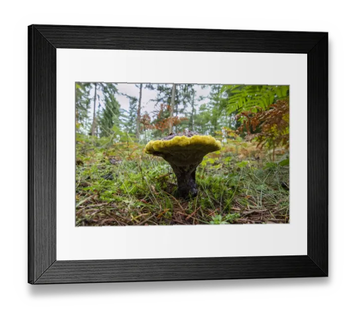 Framed Print : Dyers Mazegill (Phaeolus schweinitzii) Hampshire, England, UK, September Framed Print : Dyers Mazegill (Phaeolus schweinitzii) Hampshire, England, UK, September
