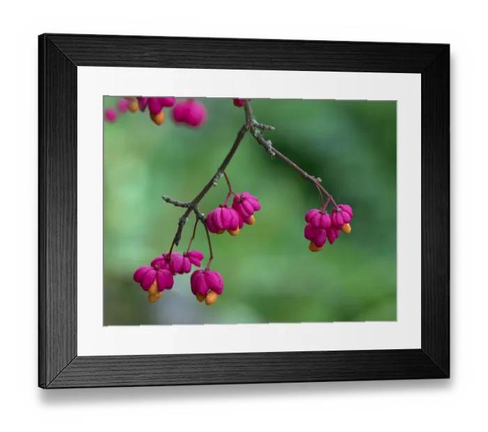 Framed Print : Spindle (Euonymus europacus) berries, Norfolk, England, UK, September Framed Print : Spindle (Euonymus europacus) berries, Norfolk, England, UK, September