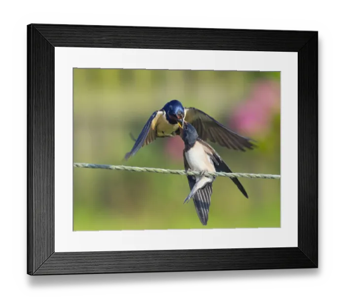 Framed Print : Swallow (Hirundo rustica) feeding young on fence, Norfolk, England, UK, September Framed Print : Swallow (Hirundo rustica) feeding young on fence, Norfolk, England, UK, September