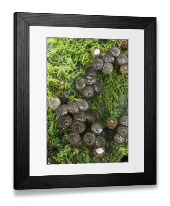 Framed Print : Fluted birds nest fungus (Cyathus striatus) among moss, Sussex, UK. September 2017 Framed Print : Fluted birds nest fungus (Cyathus striatus) among moss, Sussex, UK. September 2017