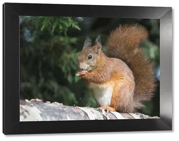 Eurasian red squirrel (Sciurus vulgaris), feeding on seeds in cone, Plas Newydd, Anglesey