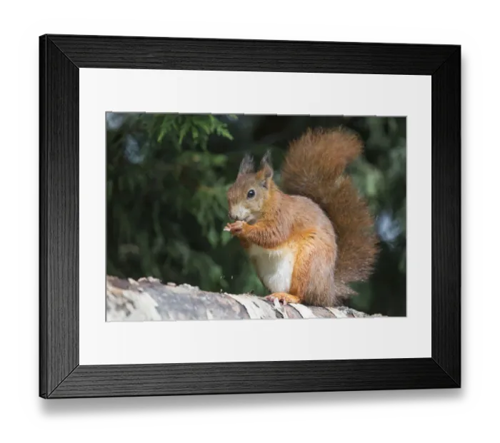 Framed Print : Eurasian red squirrel (Sciurus vulgaris), feeding on seeds in cone, Plas Newydd, Anglesey Framed Print : Eurasian red squirrel (Sciurus vulgaris), feeding on seeds in cone, Plas Newydd, Anglesey