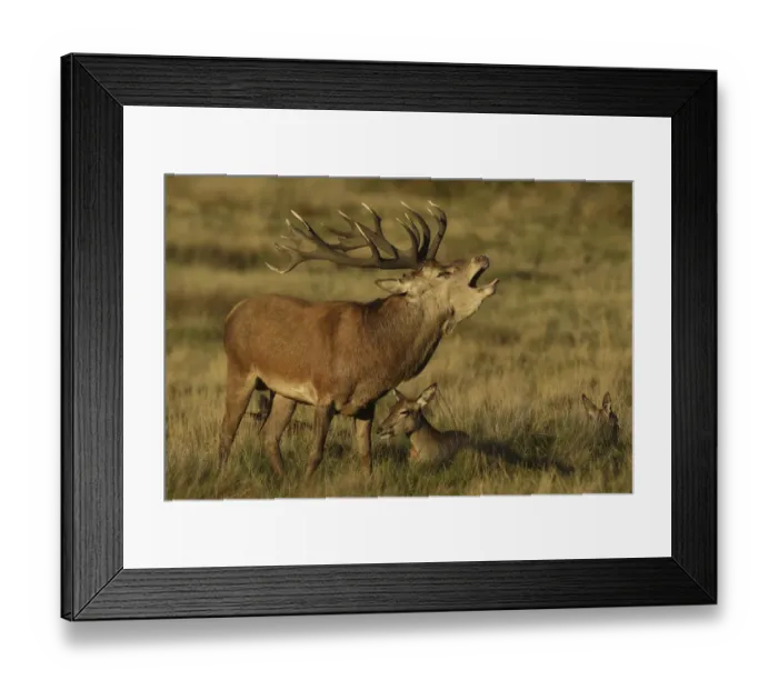Framed Print : Red deer (Cervus elaphus) stag roaring during rut, with resting females, England, UK Framed Print : Red deer (Cervus elaphus) stag roaring during rut, with resting females, England, UK