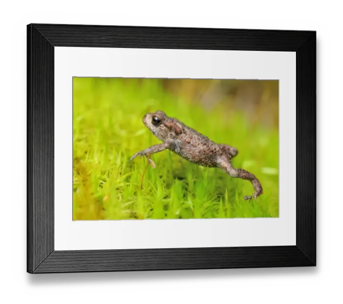 Framed Print : Common Toad (Bufo bufo) juvenile toadlet walking over moss in birchwood in late summer Framed Print : Common Toad (Bufo bufo) juvenile toadlet walking over moss in birchwood in late summer