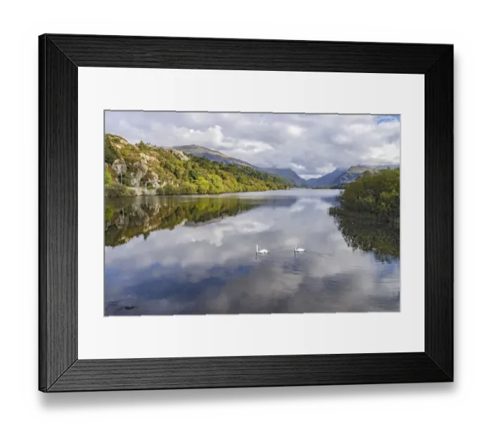 Framed Print : Llyn (Lake) Padarn looking looking souh-east towards Llanberis with two Mute Swans Framed Print : Llyn (Lake) Padarn looking looking souh-east towards Llanberis with two Mute Swans