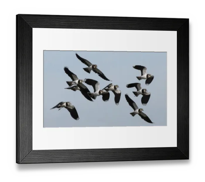 Framed Print : Small flock of Lapwings (Vanellus vanellus) flying in to rest after migration. Cresswell Pond
