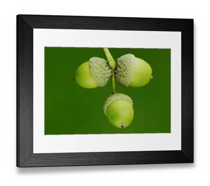 Framed Print : English oak (Quercus robur) ripening acorns, Dorset, UK September Framed Print : English oak (Quercus robur) ripening acorns, Dorset, UK September