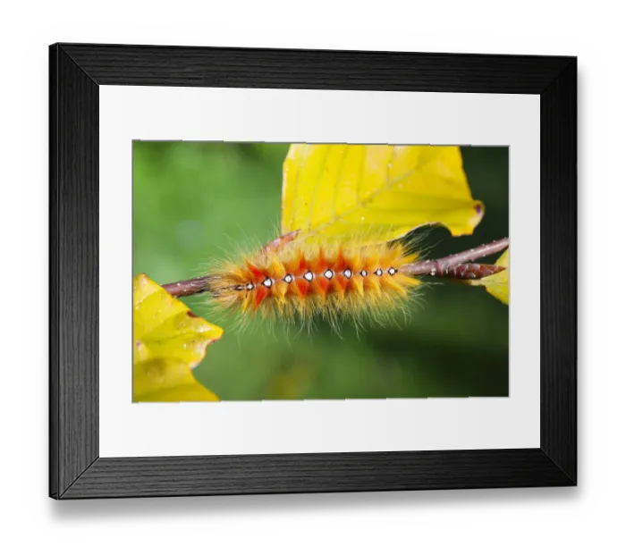 Framed Print : Sycamore moth (Acronicta aceris) caterpillar. Surrey, England, UK, September