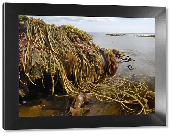 Seaweeds including Thongweed  /  Sea thong (Himanthalia elongata), Tangleweed kelp