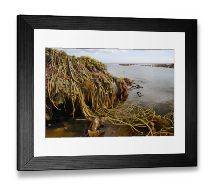 Framed Print : Seaweeds including Thongweed / Sea thong (Himanthalia elongata), Tangleweed kelp Framed Print : Seaweeds including Thongweed / Sea thong (Himanthalia elongata), Tangleweed kelp