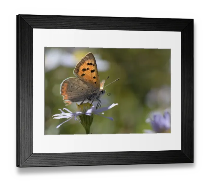 Framed Print : Small copper butterfly (Lycaena phlaeas) standing on an Aster flower in a meadow, Bath Framed Print : Small copper butterfly (Lycaena phlaeas) standing on an Aster flower in a meadow, Bath
