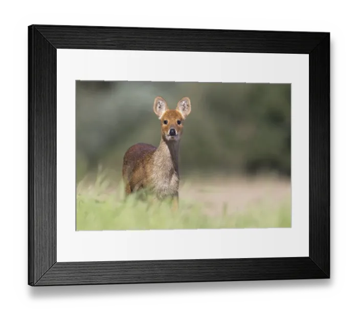 Framed Print : Chinese Water Deer (Hydropotes inermis) Norfolk UK September Framed Print : Chinese Water Deer (Hydropotes inermis) Norfolk UK September