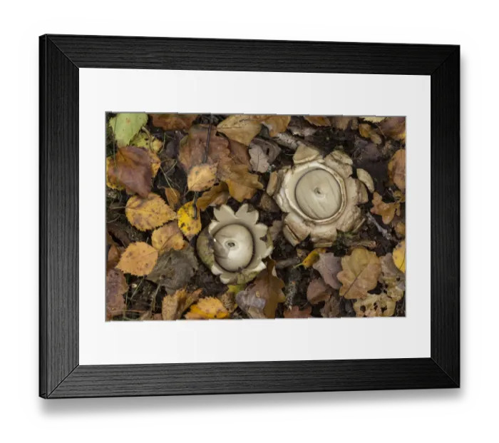 Framed Print : Collared earth star (Geastrum triplex), two on woodland floor. South Yorkshire, England, UK Framed Print : Collared earth star (Geastrum triplex), two on woodland floor. South Yorkshire, England, UK