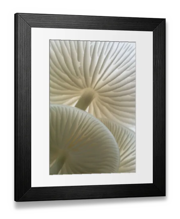 Framed Print : Close-up of backlit Porcelain fungus (Oudemansiella mucida) showing gills, Golith Falls Framed Print : Close-up of backlit Porcelain fungus (Oudemansiella mucida) showing gills, Golith Falls