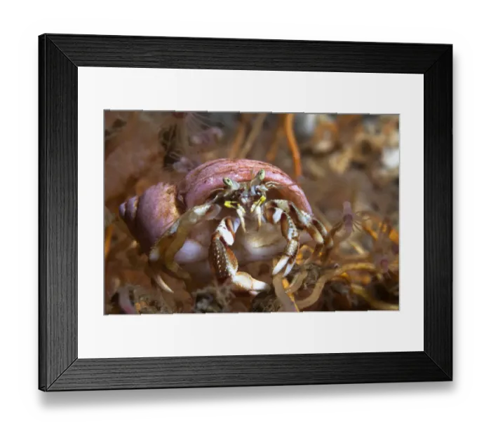 Framed Print : Hermit crab (Pagurus bernhardus) on yellow sponge, Loch Etive, west coast of Scotland Framed Print : Hermit crab (Pagurus bernhardus) on yellow sponge, Loch Etive, west coast of Scotland