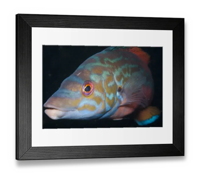 Framed Print : Potrait of a Cuckoo wrasse (Labrus bimaculatus) Loch Linnhe, west coast of Scotland, UK, September Framed Print : Potrait of a Cuckoo wrasse (Labrus bimaculatus) Loch Linnhe, west coast of Scotland, UK, September