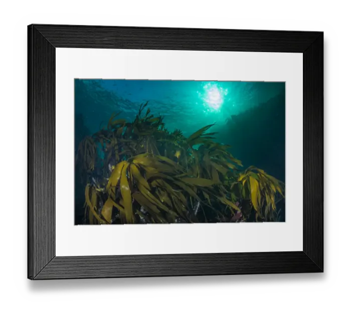 Framed Print : Kelp forest (Laminaria hyperborea) in the clear seas of Scotland, UK, September Framed Print : Kelp forest (Laminaria hyperborea) in the clear seas of Scotland, UK, September