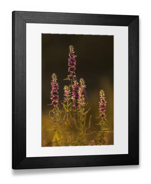 Framed Print : Purple loosestrife (Lythrum salicaria) flower spikes in evening light, Scotland, UK Framed Print : Purple loosestrife (Lythrum salicaria) flower spikes in evening light, Scotland, UK