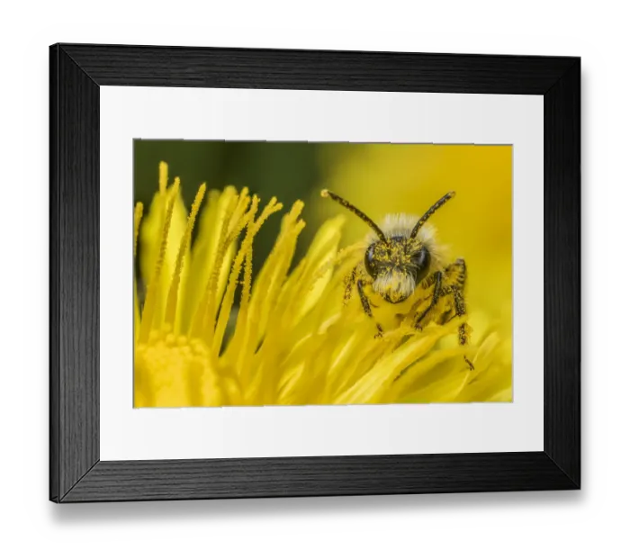 Framed Print : Ashy mining bee (Andrena cineraria), feeding on Dandelion (Taraxacum offinicale) Monmouthshire Framed Print : Ashy mining bee (Andrena cineraria), feeding on Dandelion (Taraxacum offinicale) Monmouthshire