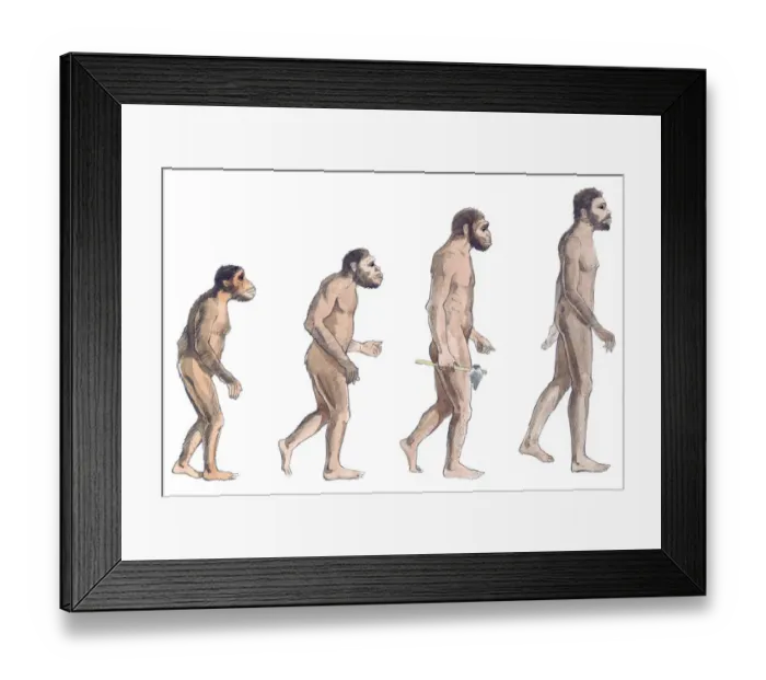 Framed Print : Illustration of human evolution from left to right Australopithecus afarensis, Australopithecus Framed Print : Illustration of human evolution from left to right Australopithecus afarensis, Australopithecus