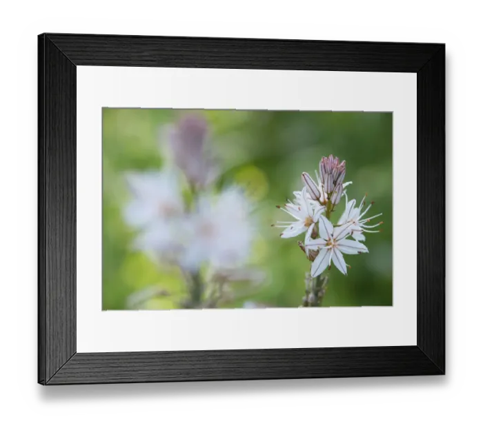 Framed Print : White asphodel (Asphodelus albus) flowerhead. Cyprus. April Framed Print : White asphodel (Asphodelus albus) flowerhead. Cyprus. April