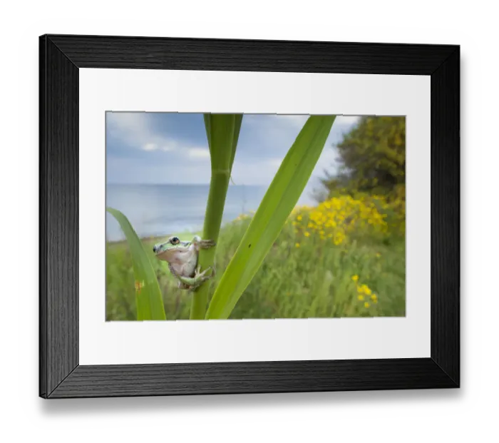 Framed Print : Lemon-yellow tree frog (Hyla savignyi) peering around coastal plant. Cyprus. April Framed Print : Lemon-yellow tree frog (Hyla savignyi) peering around coastal plant. Cyprus. April