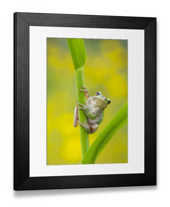 Framed Print : Lemon-yellow tree frog (Hyla savignyi) climbing up grass stem. Cyprus. April Framed Print : Lemon-yellow tree frog (Hyla savignyi) climbing up grass stem. Cyprus. April