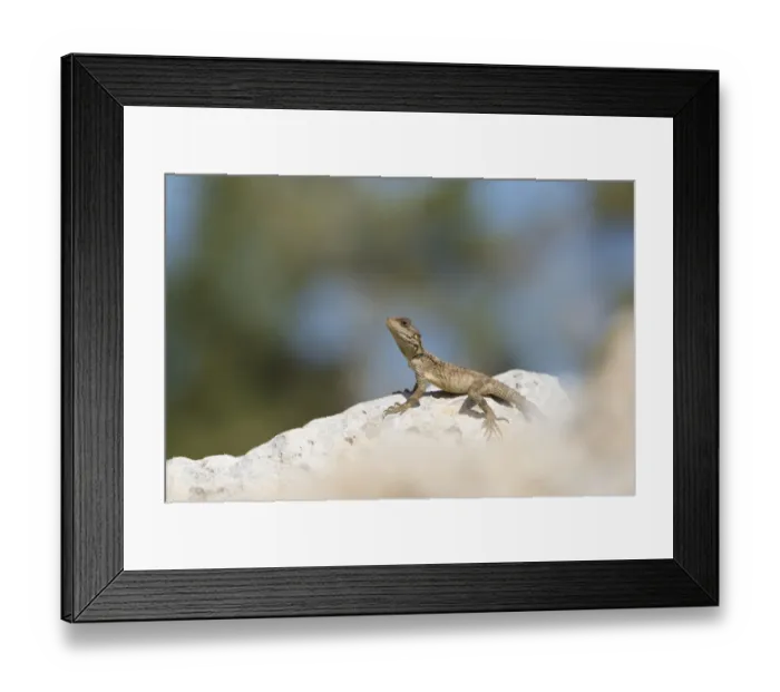 Framed Print : Starred agama (Stellagama stellio cypriaca) basking on rock. Cyprus. April Framed Print : Starred agama (Stellagama stellio cypriaca) basking on rock. Cyprus. April