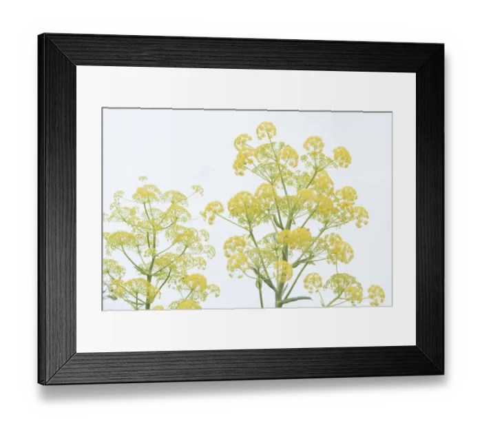 Framed Print : Giant fennel (Ferula communis) flowering umbels. Cyprus. April Framed Print : Giant fennel (Ferula communis) flowering umbels. Cyprus. April
