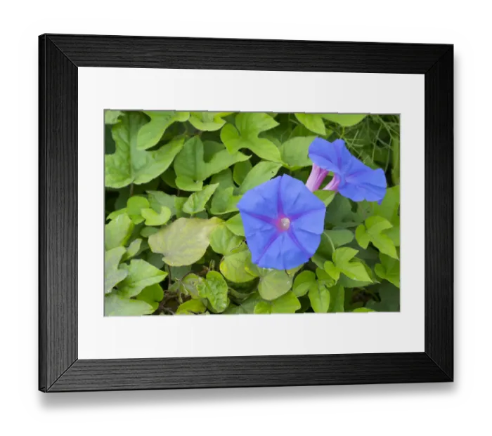 Framed Print : Blue morning flower (Ipomoea indica) flowers and carpet of leaves. Cyprus. April