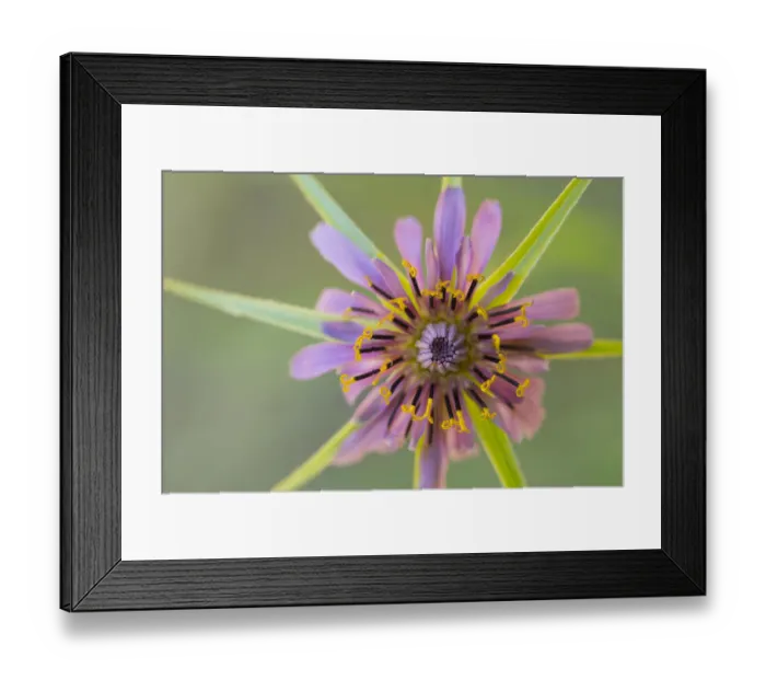 Framed Print : Pasture goatsbeard (Geropogon hybridus) flower, close-up. Cyprus. April Framed Print : Pasture goatsbeard (Geropogon hybridus) flower, close-up. Cyprus. April