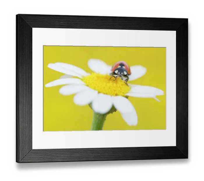Framed Print : Seven spot ladybird (Coccinella septempunctata) on Mayweed (Anthemis sp) flower. Cyprus. April Framed Print : Seven spot ladybird (Coccinella septempunctata) on Mayweed (Anthemis sp) flower. Cyprus. April