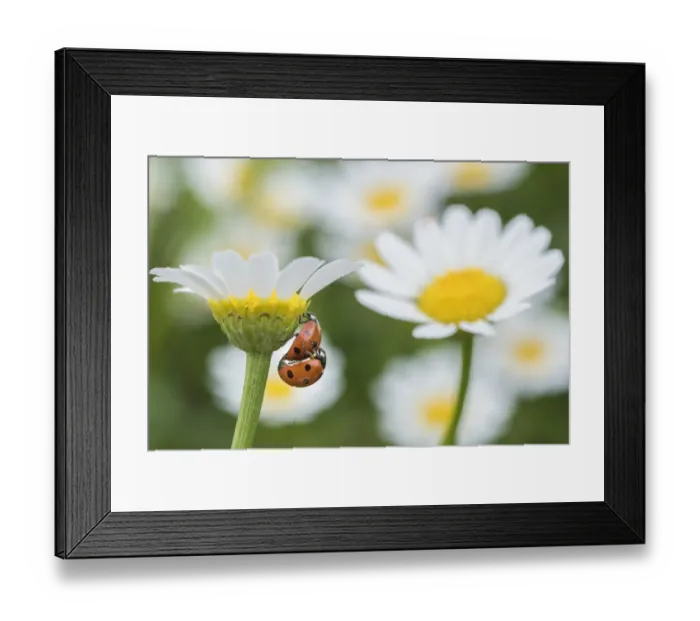 Framed Print : Seven spot ladybird (Coccinella septempunctata) pair mating on Mayweed (Anthemis sp) flower Framed Print : Seven spot ladybird (Coccinella septempunctata) pair mating on Mayweed (Anthemis sp) flower