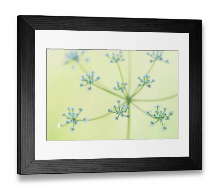 Framed Print : Umbellifer (Scaligeria napiformis / Bunium napiforme) flowering, close-up. Cyprus. April Framed Print : Umbellifer (Scaligeria napiformis / Bunium napiforme) flowering, close-up. Cyprus. April