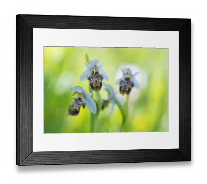 Framed Print : Umbilicate woodcock orchid (Ophrys umbilicata) flowers. Cyprus. April